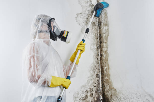 Biohazard Mold Removal in Wind Gap, PA