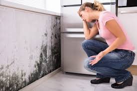 Why You Should Choose Our Mold Remediation Services in Wind Gap, PA